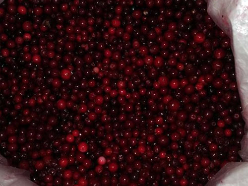 Lingonberry frozen in bags of 30 kg and boxes of 11 kg from the regions of Russia.