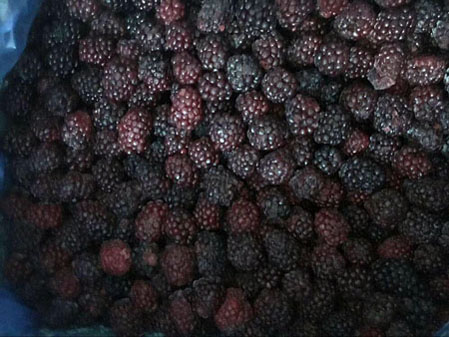 Frozen Blackberries. China.