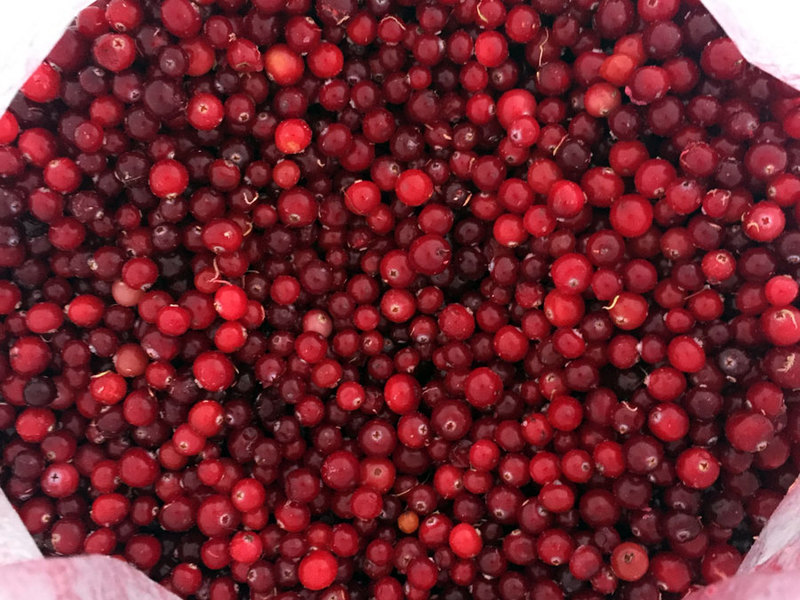 Frozen cranberries, wild. Russia.