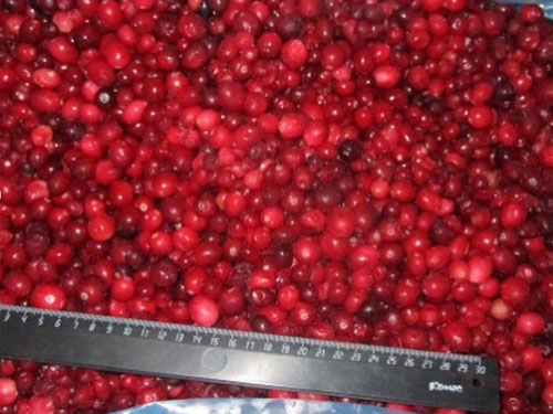 Frozen Cranberries. Garden. Class A.